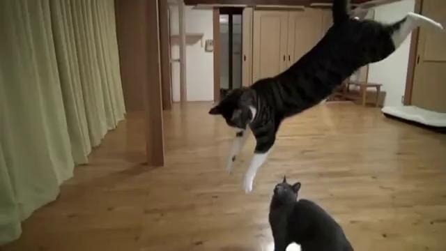 Удивительные прыжки котов