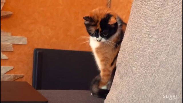 Slivki Show – СТЕПА МЕНЯЕТСЯ! у кого такое было