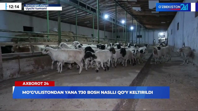 Axborot 24 | Another 730 pedigree sheep were brought from Mongolia