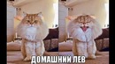 Лютые приколы. Списал контрольную и Т9 автозамена