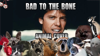 George Thorogood & The Destroyers – Bad To The Bone (Animal Cover)