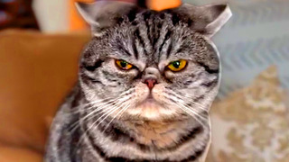 This Cat Is Adorably Mad | Funny Pet Videos