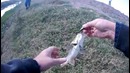 Мелкий жерех на ZIPBAITS RIGGE 35ss