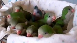 Голодные попугайчики