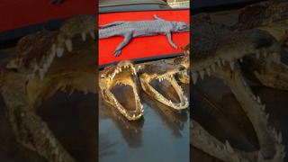 Какой крокодил на вкус? Уличная еда Таиланда