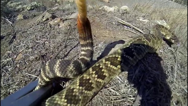 Rattlesnake Wranglers