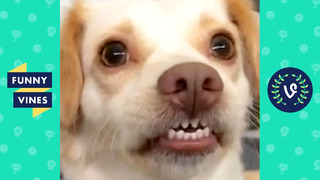 TRY NOT TO LAUGH – Cute Funny Animals of the Week