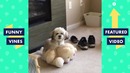 TRY NOT TO LAUGH – Funniest Animal Vines & Cute Pets Compilation
