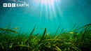 The Incredible Power of Seagrass | Speed & Scale | BBC Earth