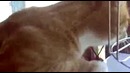 Кот гавкает на голубя