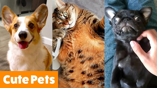 Cute Pet Bloopers & Reactions | Funny Pet Videos