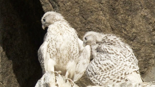 Young Falcons Learn to Fly | White Falcon, White Wolf (Part 6) | BBC Earth