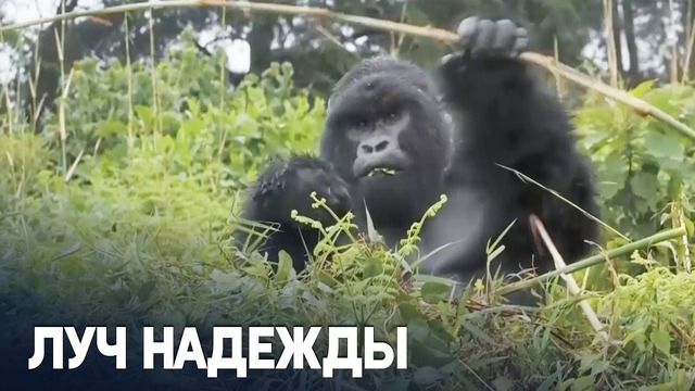 В руанде рейнджеры спасают популяцию редких горилл