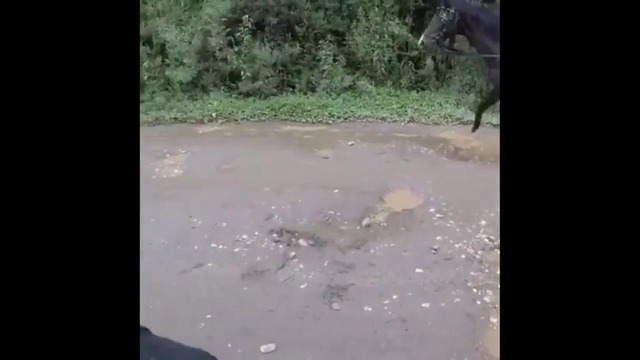Смешные испуги людей и животных (Посмейся, только не лопни)
