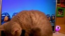 Funny Cats TOP-10 2012