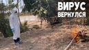 Первую за 9 лет смерть от птичьего гриппа подтвердили в Камбодже