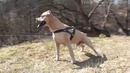 Собачий паркур (parkour dog from Ukraine)