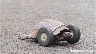 Tortoise, 90, gets wheels for legs after rat attack