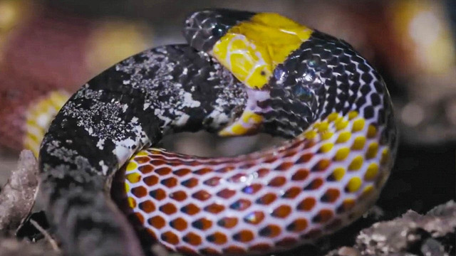 Коралловые змеи – Невероятно ядовитые ПОЖИРАТЕЛИ себе подобных