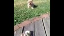 Dogs are stupid