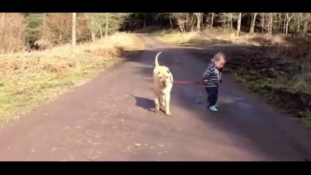 Собака выгуливает малыша