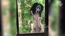 Топ 100 лучших приколов 2018 года