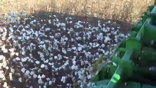 2009 Picking Cotton DEJ Turner