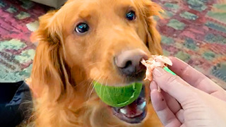 Cute Dogs That Will Make Your Day | Funny Pet Videos