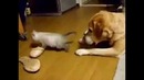 Cats Can Be Jerks