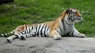 Тигр чихнул