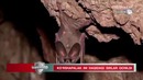 Кўршапалак ини ҳақидаги сирлар ошкор бўлди
