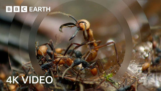 Army Ants Rampage Through The Forest | 4K UHD | The Hunt | BBC Earth