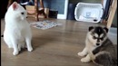 Очень терпеливый кот