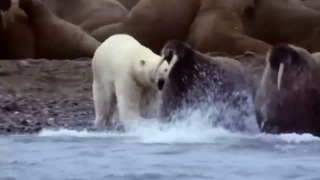 Этот Гигант охотится даже на КИТОВ! Белый медведь – свирепый хозяин Арктики