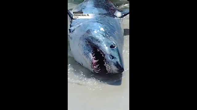 Люди во Флориде помогли акуле вернуться в океан