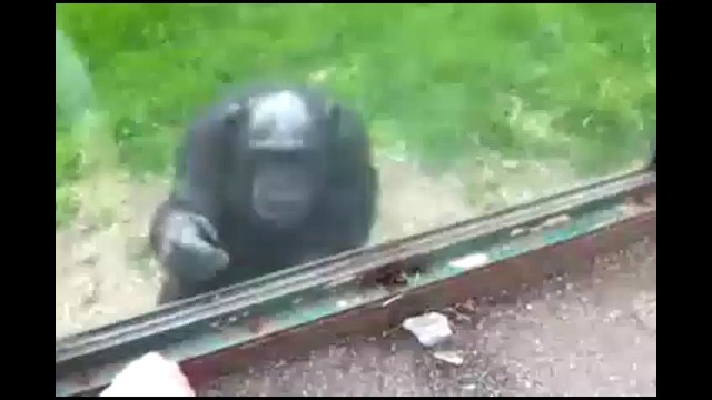 Смышленый шимпанзе просит открыть окно)