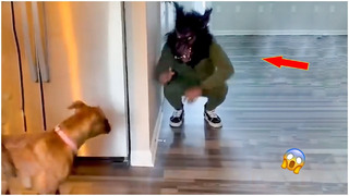 Мятежные животные || Забавное видео реакции собак и кошек #19