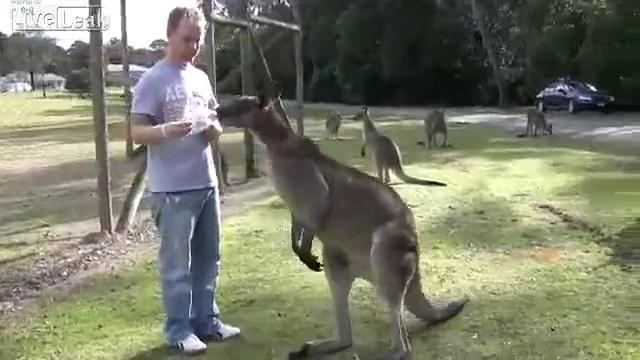 Кормит кенгуру с рук
