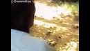 Китаец на слоне поёт Туристам русские песни
