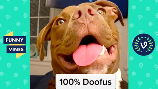 DOG IS 100% DOOFUS | FUNNY DOGS