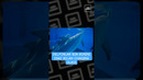Delfinlar haqida qiziq fakt #delfin