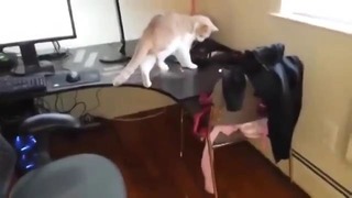 Как отучить кошку ходить по столу