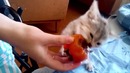 Котенок обожает хурму. а вы такое видели