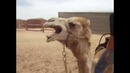 Death Metal Camel))