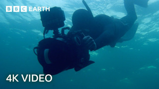 Getting Scarily Close to Feeding Fin Whales | North Atlantic: The Dark Ocean | 4K UHD | BBC Earth