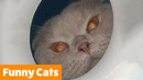 Silly Cat Bloopers | Funny Pet Videos
