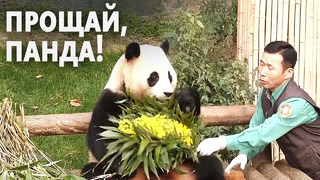 Сотни южнокорейцев провожают любимую панду Фу Бао в Китай