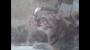 Кошачий сушняк