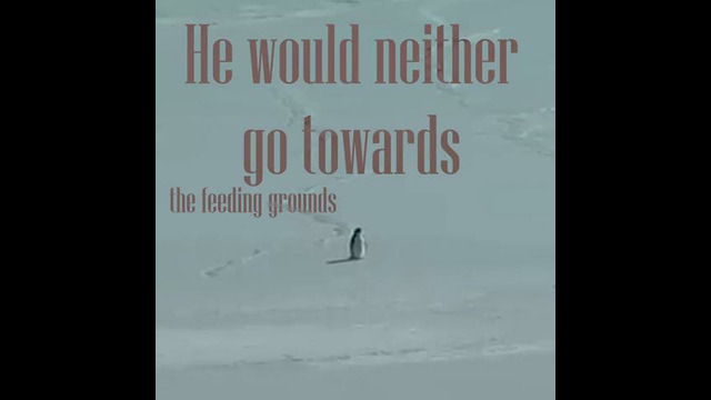 Пингвин идущий в пустоту