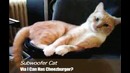 Кот на сабе